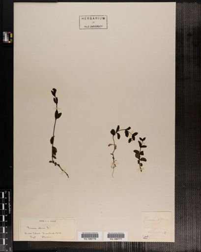Plantae