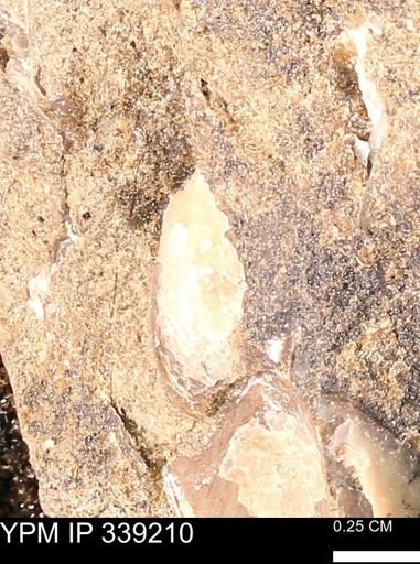 undet. Bivalvia