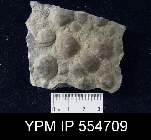Rhipidomella uberis rhynchonelliformis