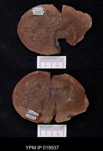 Anthracaris gracilis