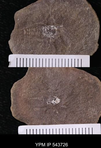 undet. Decapoda