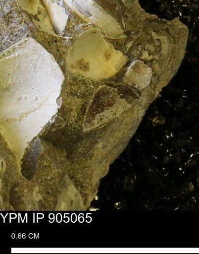 undet. Bivalvia