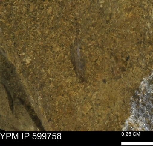 Protocardia subquadrata