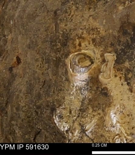 Serpulidae