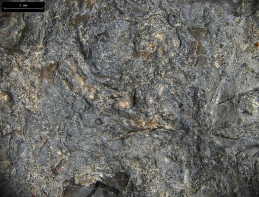 Aplocoma damesii