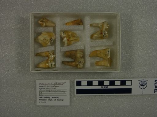 Ursus spelaeus