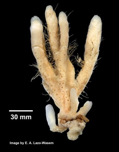 Isodictya deichmannae