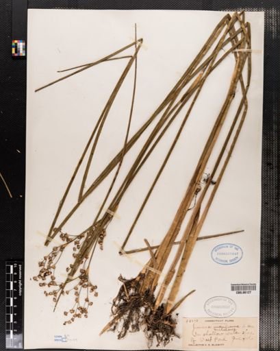 Juncus militaris