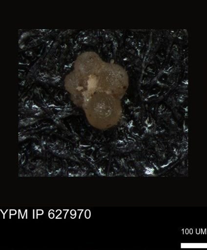 undet. Foraminiferida