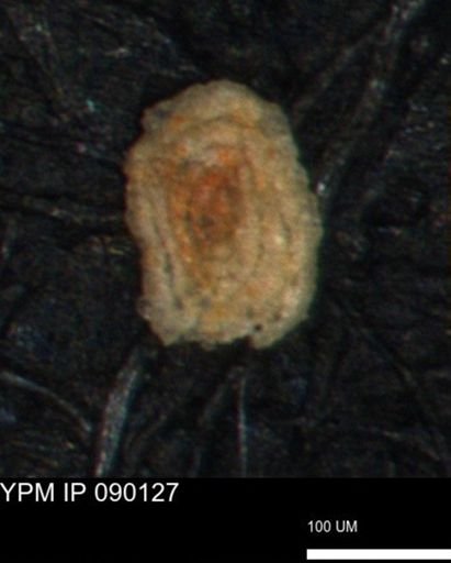 Spirolocammina planula