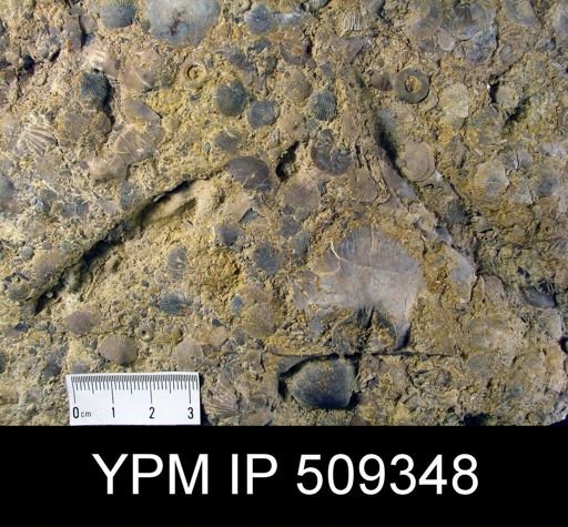 Brachiopod slab with Plectambonites, Dalmanella, Pionodema and Strophomena