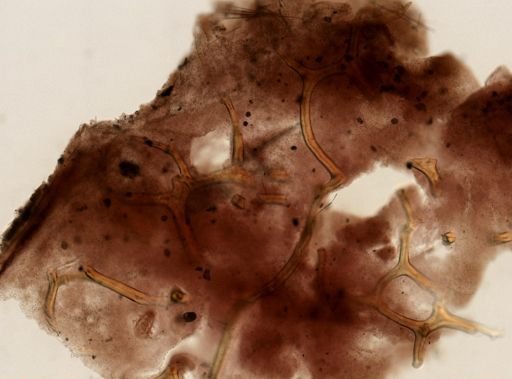 Aplysina sp.