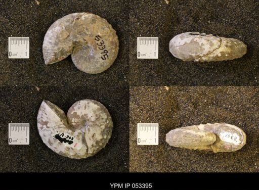 Discoscaphites conradi