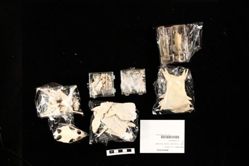 Apalone ferox