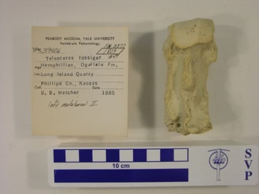 Teleoceras fossiger