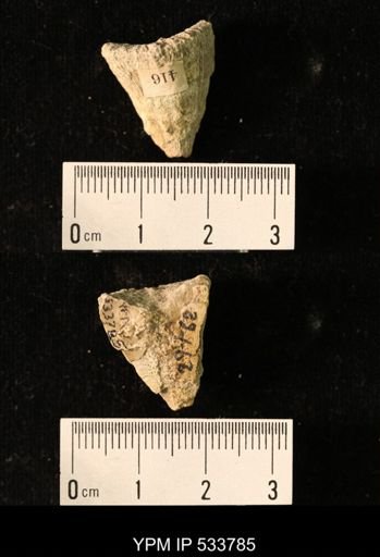 Ellipsosmilia inauris