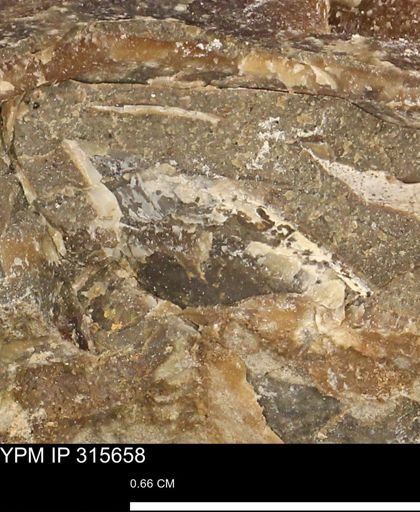 Mollusca