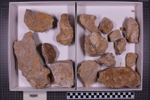 mixed taxa, stratigraphic collection