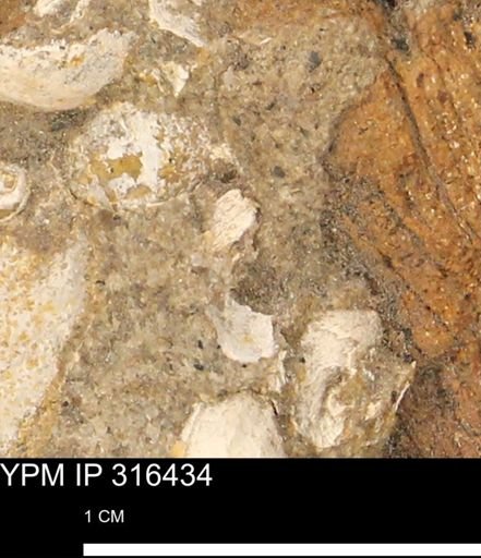 undet. Mollusca