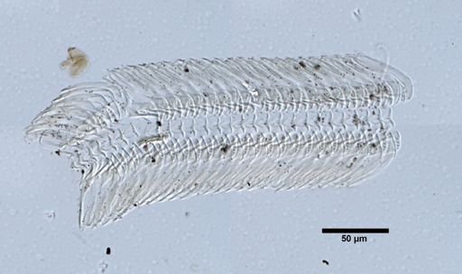 Bythinella aldrichi