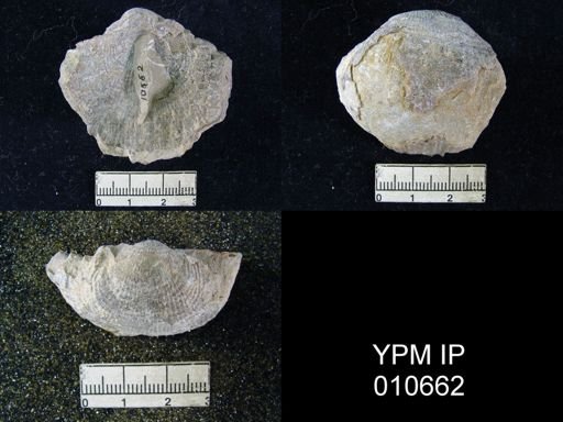 Productus wolfcampensis