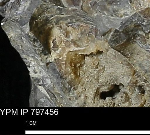 Baculites sp.
