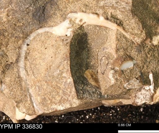 undet. Bivalvia