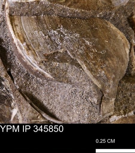 Limopsis striatopunctatus