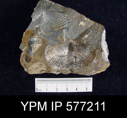 Platyrachella sp.