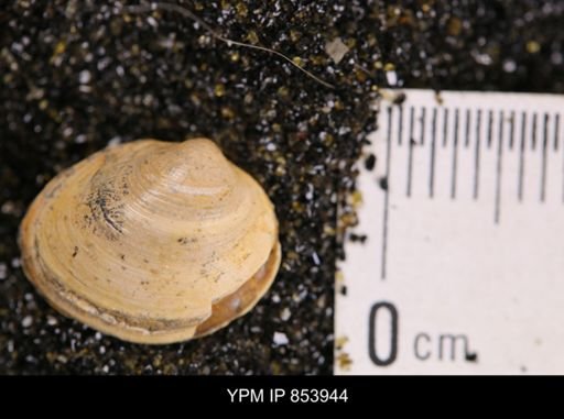 Limopsis striatopunctatus
