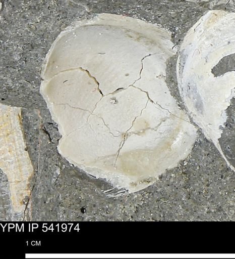Protocardia?