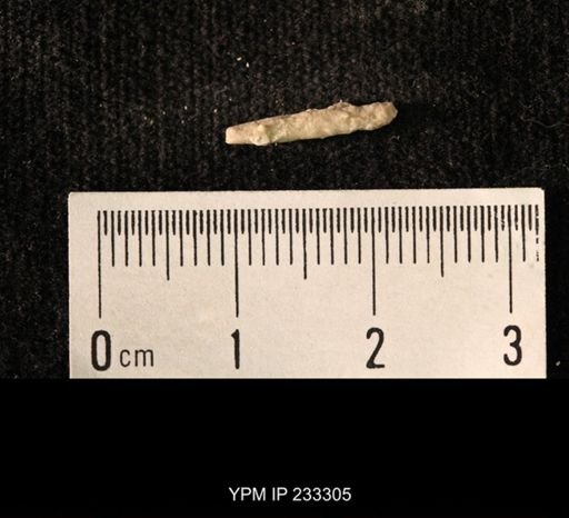 Archaeocidaris sp.