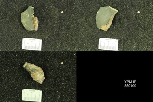 undet. Scaphitidae