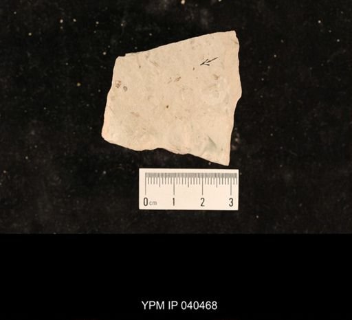 Ephemeroptera