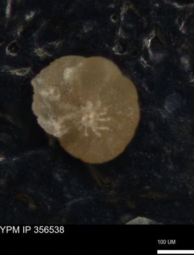 undet. Foraminiferida