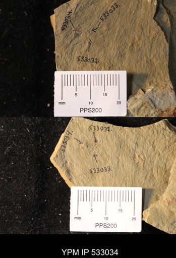 Brachiopoda?