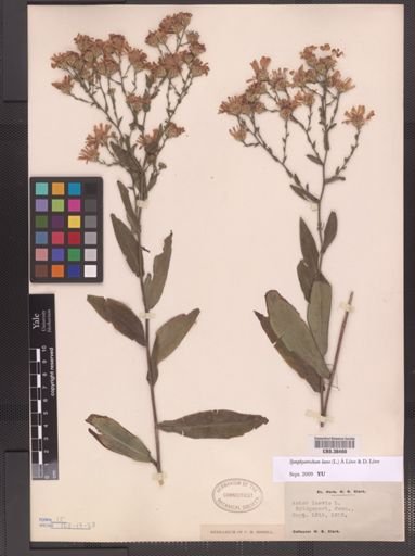 Symphyotrichum laeve