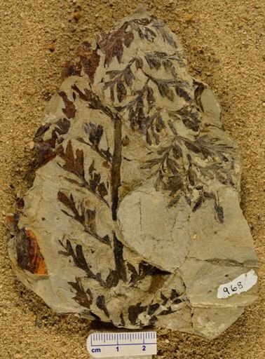 Triphyllopteris rarinervis