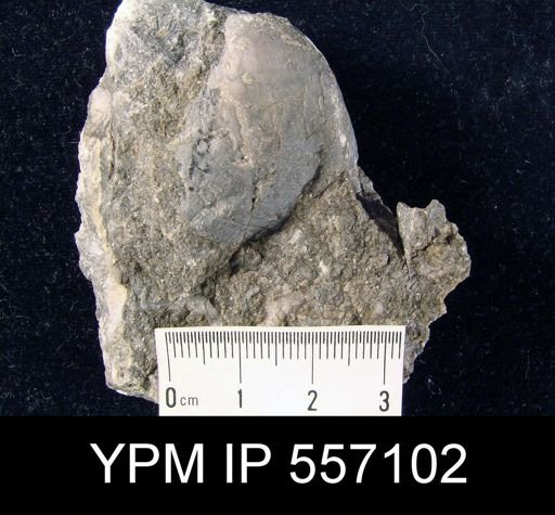Meristella sp.