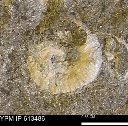Scaphites sp.