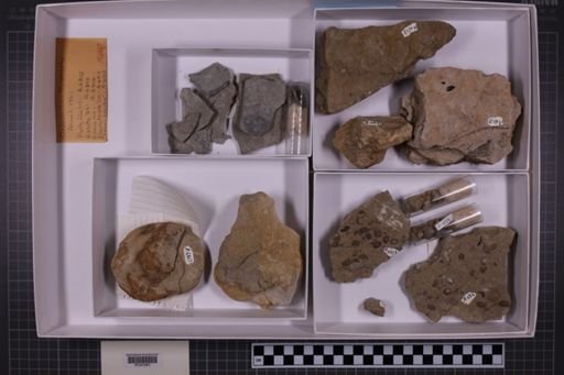mixed taxa, stratigraphic collection