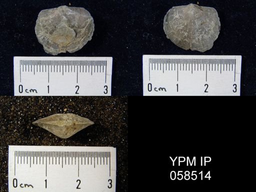 Levenea subcarinata