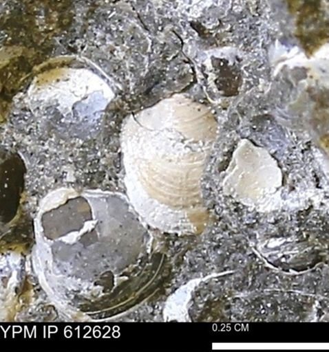 Protocardia sp.