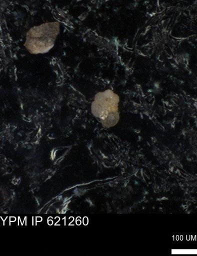 undet. Rugoglobigerinidae