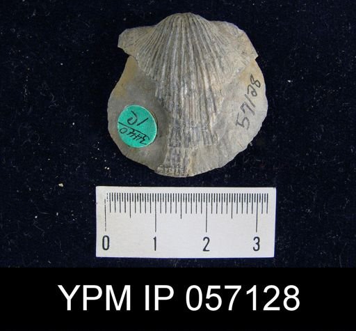 Orthostrophia strophomenoides