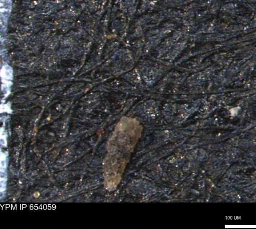 Verneuilinoides hectori