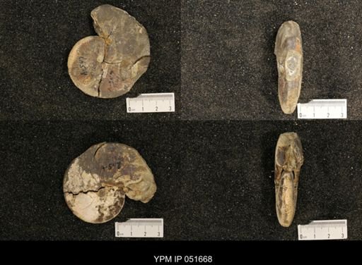 Hoploscaphites nicolletii