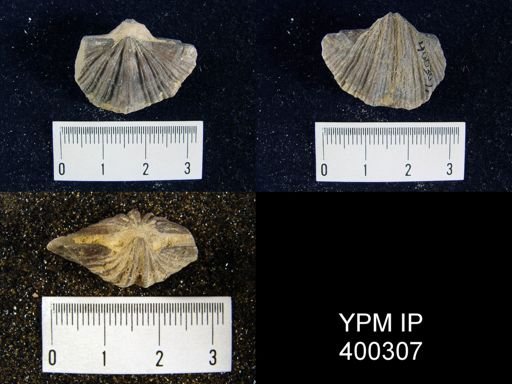 undet. Spiriferoidea