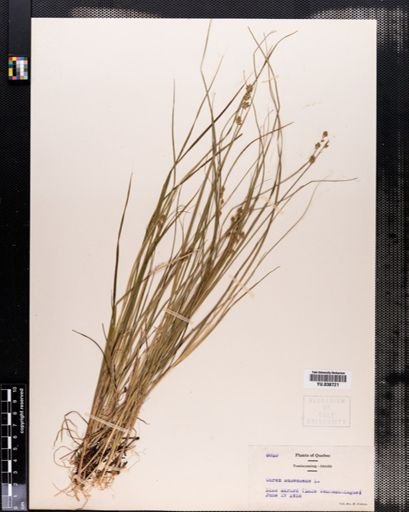 Carex canescens