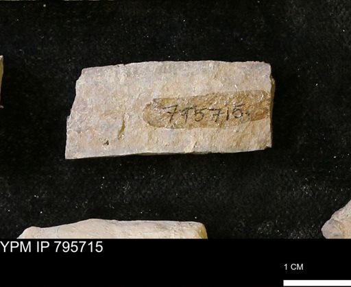 Baculites sp.